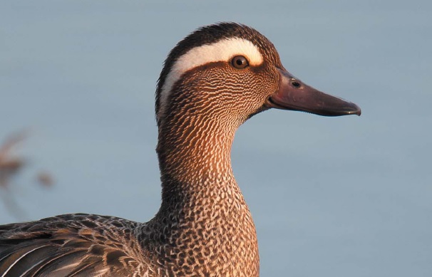 Aves acuáticas cazables en Mallorca