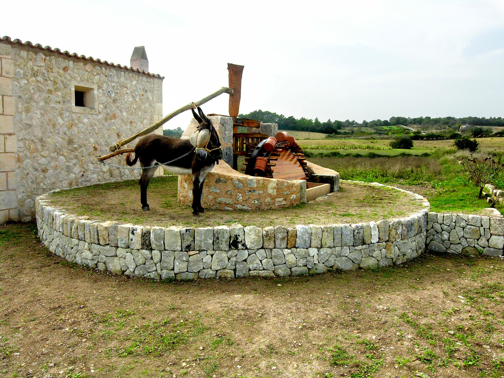 Noria de s'Hort de Son Mas (Porreres)