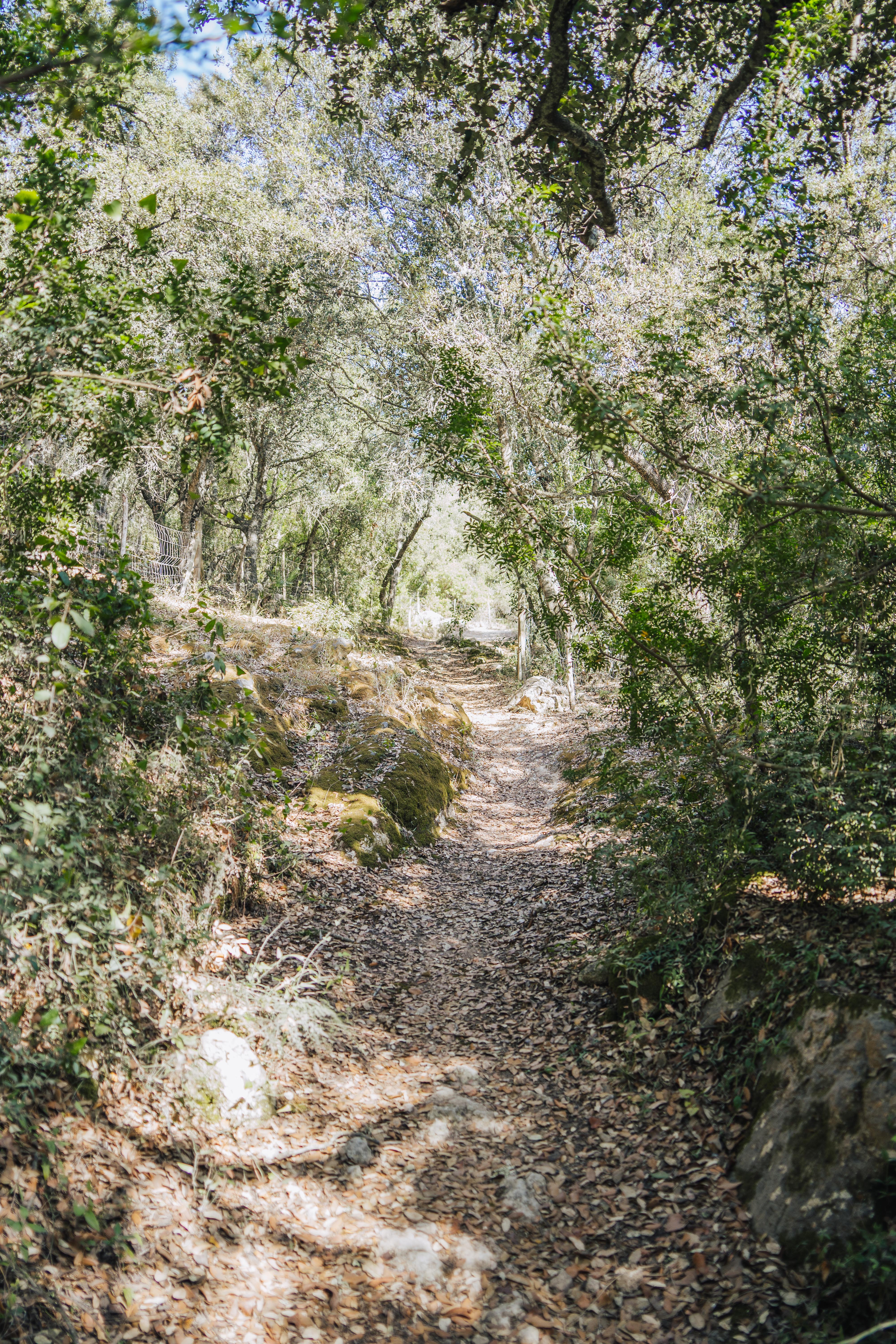 Camí de Bellpuig