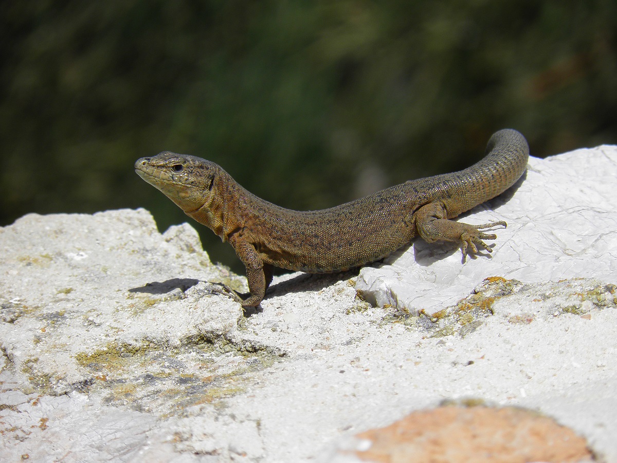 Parque Natural de Sa Dragonera