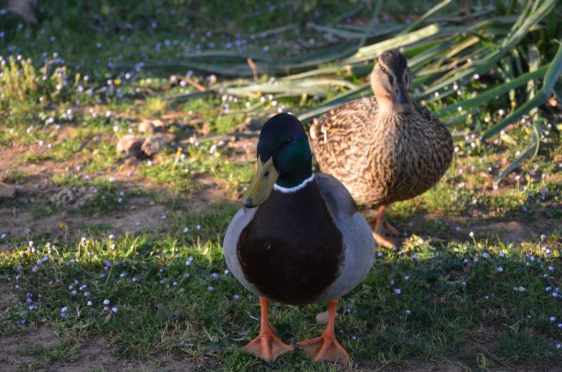 Aves acuáticas