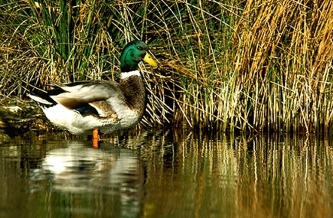 Patos