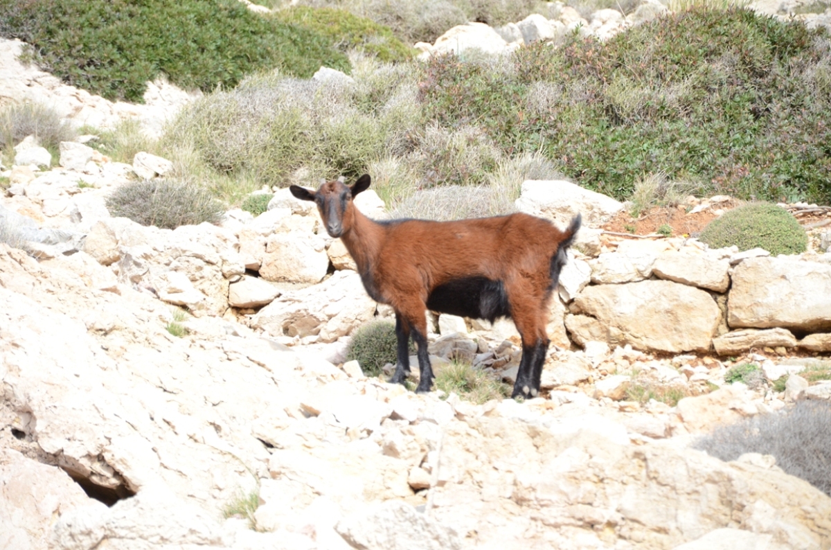 Cabra salvaje mallorquina