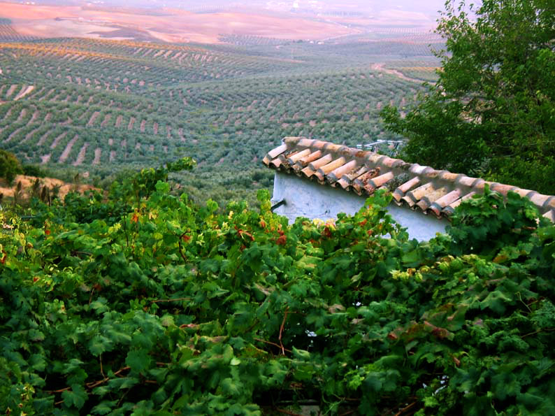 Paisaje de los campos de Úbeda