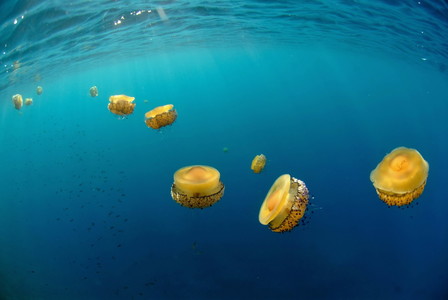 Exposición Mirades obertes a la natura